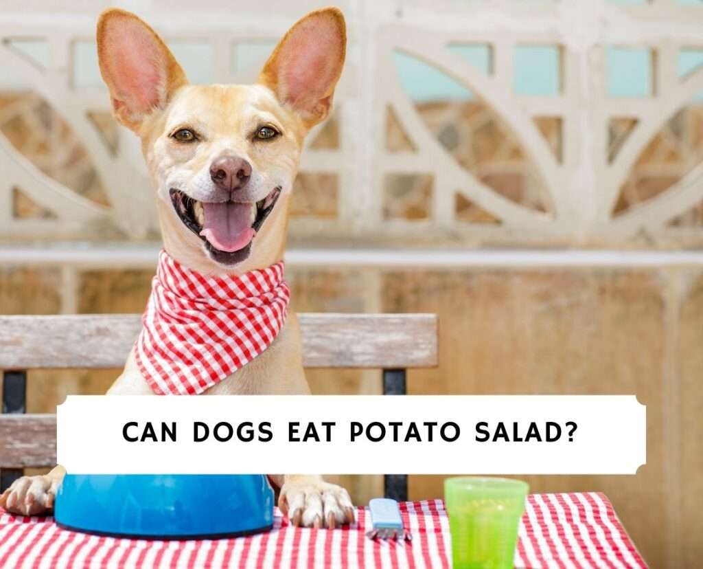 Can Dogs Eat Potato Salad? (2021)