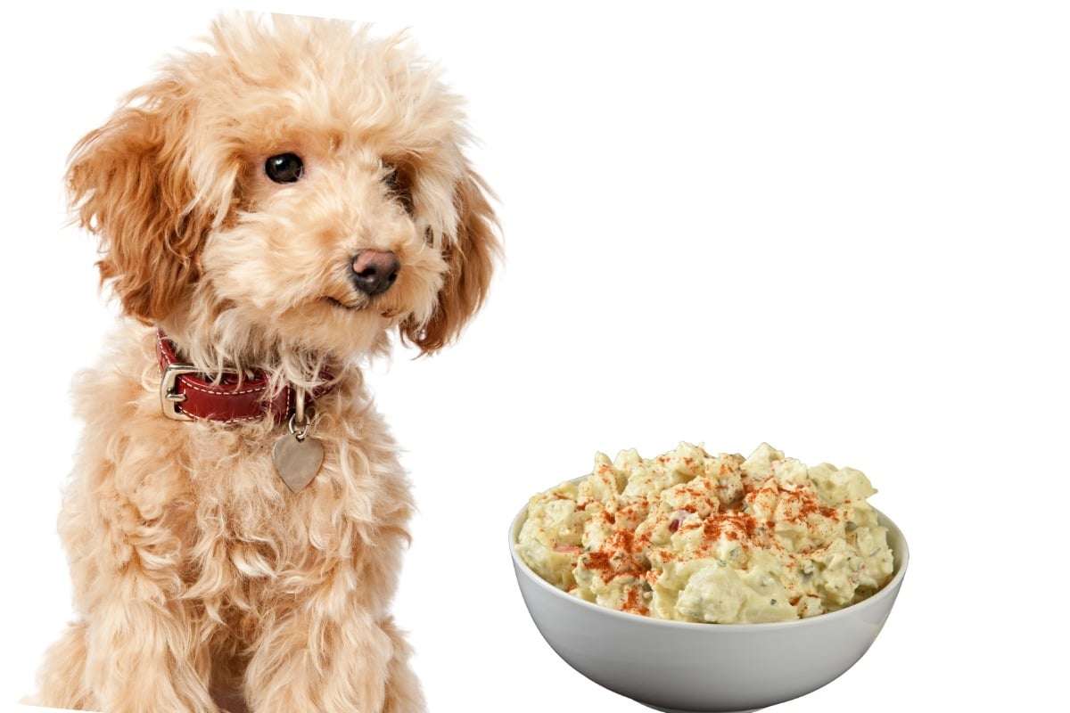Can Dogs Eat Potato Salad? Here