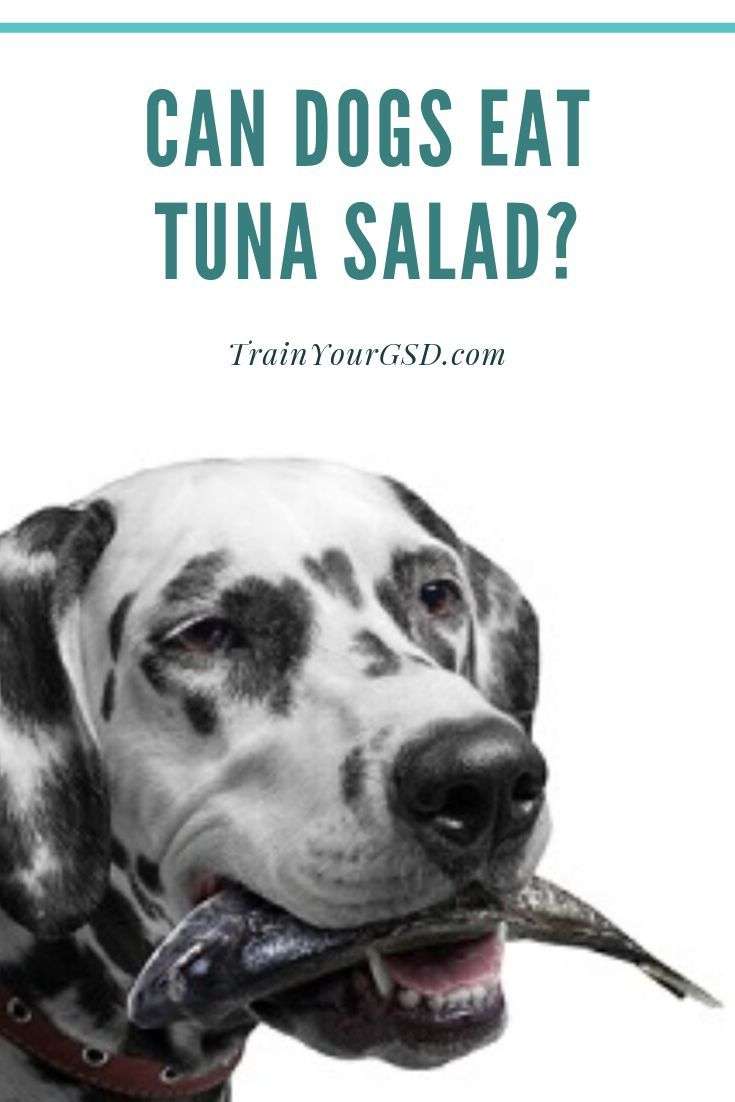 can dogs eat tuna salad? #dogfoods