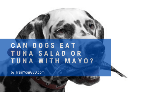 Can Dogs Eat Tuna Salad Or Tuna With Mayo?